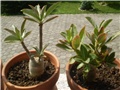 adenium